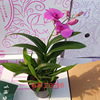 Base directly batch high -end New Year's Eve watching Flower Dendrobium Lan mini Dendrobium single -branter series of courtyard green plants