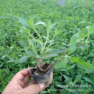 柳叶马鞭草 波斯菊花海 多年生宿根花卉 青州宿根花卉