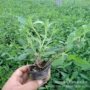 青州花海多年生宿根马鞭草