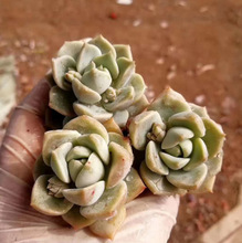 多肉植物白牡丹 多肉植物白牡丹品牌 图片 价格 多肉植物白牡丹批发 阿里巴巴