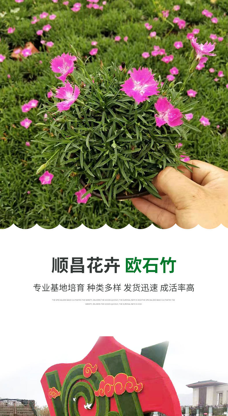 欧石竹详情_01.jpg