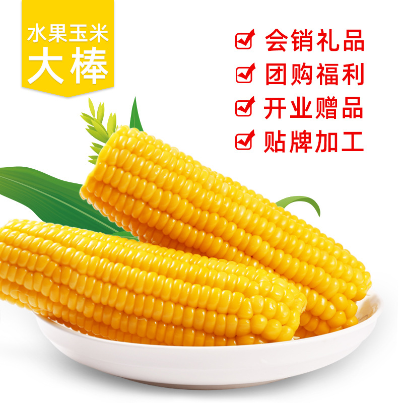 广西水果甜玉米棒真空即食玉米穗50袋 新鲜采摘厂家直销 开业赠品