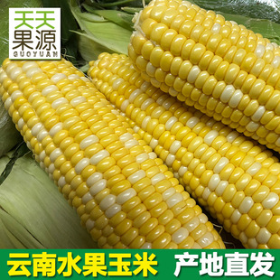 Источник источника источника Юньнана Сладкая кукуруза 8 Котли могут съесть сырую кукурузу