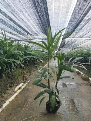 大叶棕竹盆栽，工程绿篱树苗，多种规格，耐阴绿植地被