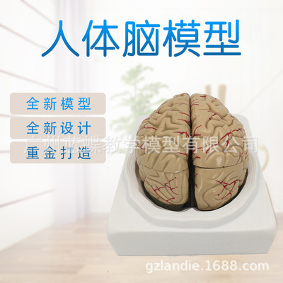 人体大脑模型脑血管模型 大脑解剖模型 医学 教学教具模型分8块|ms