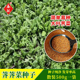 批发大叶荠菜种子 500g野菜荠荠菜籽 四季易发芽阳台盆栽蔬菜种籽