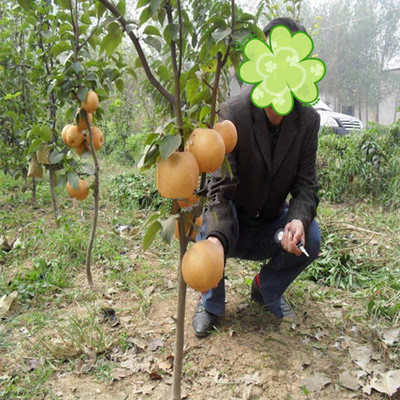 果树苗 梨树苗嫁接黄金梨树苗 地栽盆栽树苗南方北方种植当年结果|ms