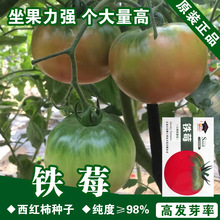 铁皮柿子种子番茄籽西红柿种子西红柿籽蔬菜种子批发菜种