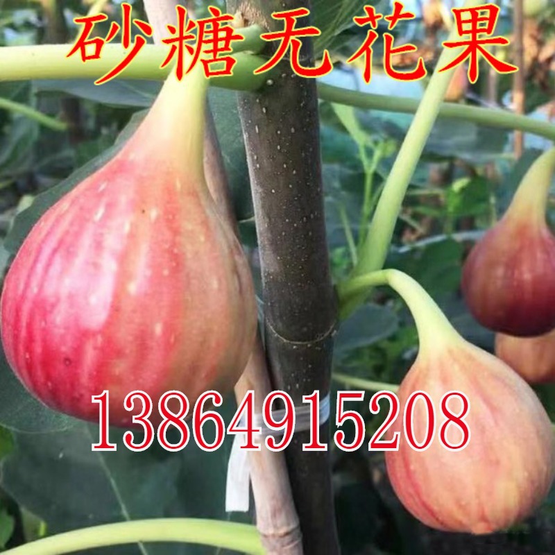 无花果树苗 砂糖无花果树苗盆栽地栽无花果苗南方北方种植果树