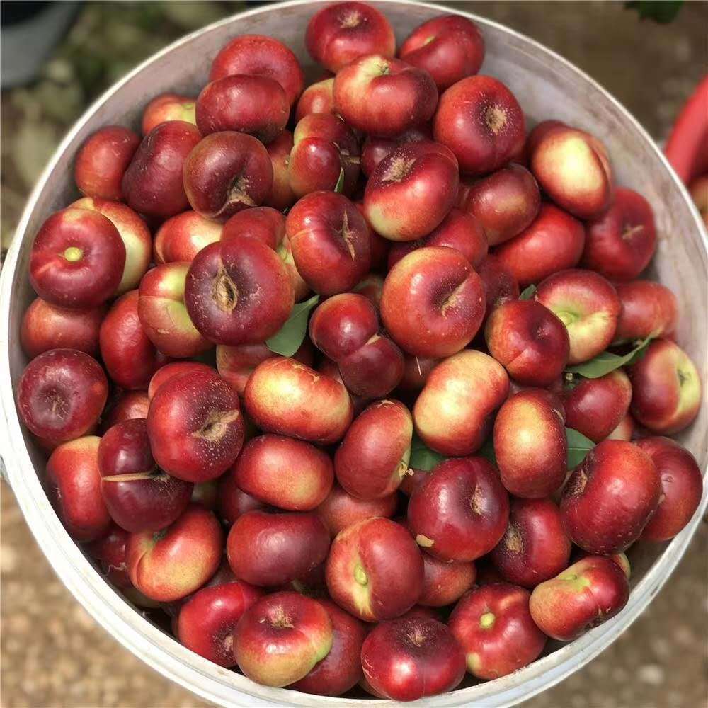 迷你纽扣小油蟠桃当季新鲜水果因甜度高纽扣蟠桃小蟠桃王母蟠桃|ms