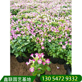 耐炎热夏瑾花种子 宿根花卉基地批发 夏堇四季草花价格量大从优-阿里巴巴