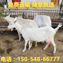 低價出售莎能奶山羊 了解奶山羊價格請到專業奶山羊養殖場
