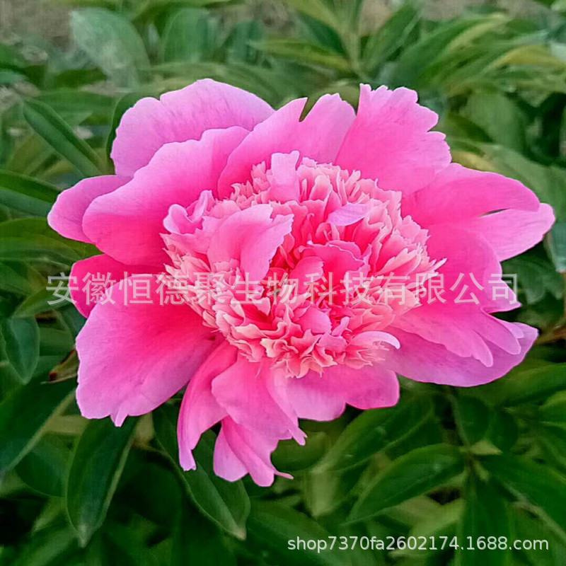 QQ图片20200222122050