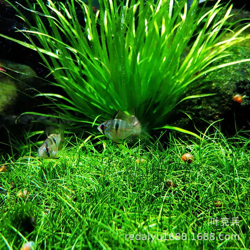 IMG_0182(20200304-151726)_副本