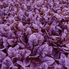 Purple spinach seeds Purple spinach seeds spinach spinach vegetable seeds wholesale vegetable seed seed seed seed company four seasons sowing