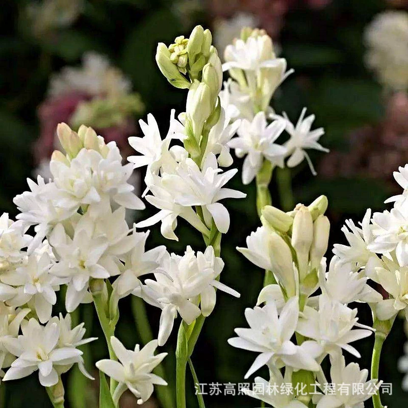 Белые туберевые нефритовые луковки в горшках для посадки цветов тубероза