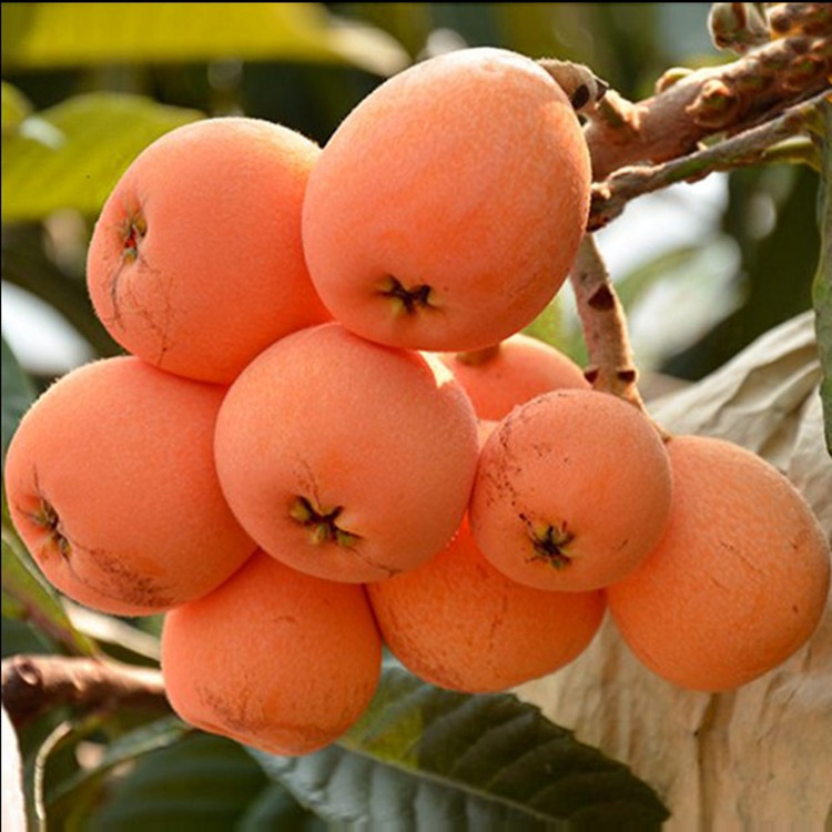 枇杷樹苗盆栽地栽 南方北方種植果樹苗當年結果枇杷苗苗圃批發