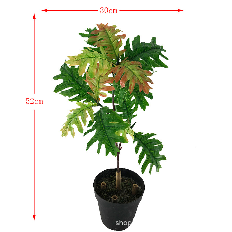 XRB-056 火轮树秋色三叉枝.jpg