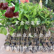 嫁接莲雾树台湾黑金刚黑珍珠莲雾果树盆栽地栽南北方种植莲雾果树