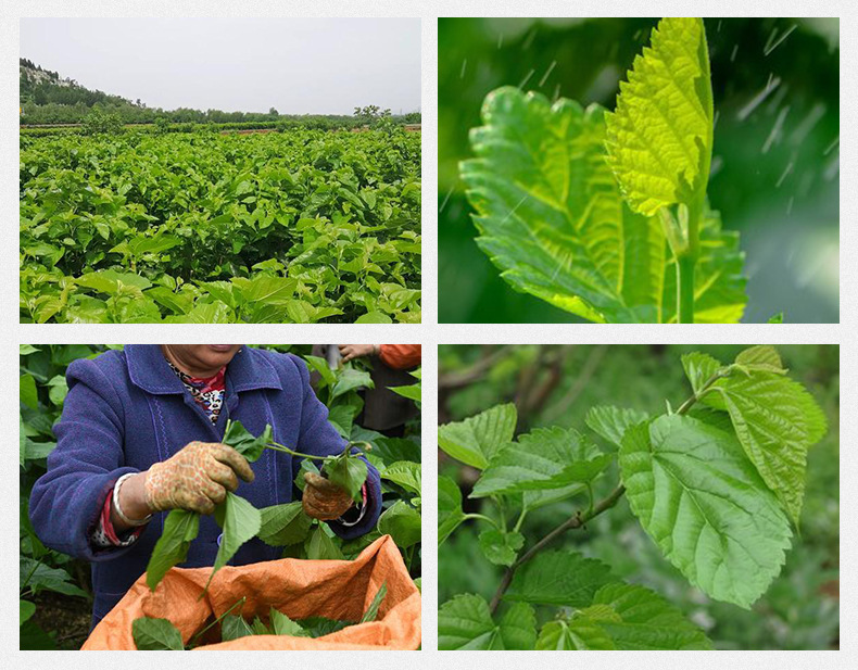 Mulberry Leaf Tea (Morus alba) — Frost-Harvest Freeze-Dried Loose Leaf, 500g preparation