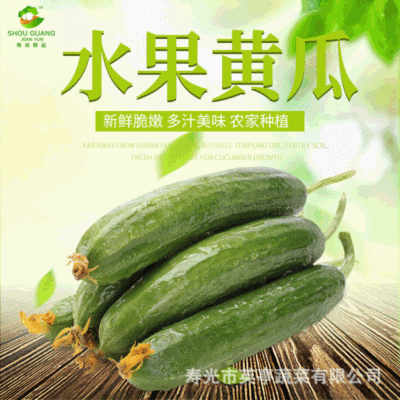 新鲜水果小黄瓜 现摘现发无刺青瓜批发零售一件代发 库存充足|ms