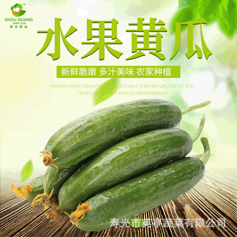 新鲜水果小黄瓜 现摘现发无刺青瓜批发零售一件代发 库存充足|ms