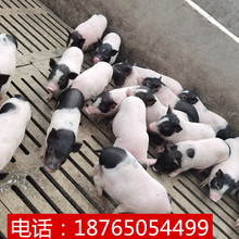 巴馬香豬20斤小豬仔出售活豬 藏香豬成年商品豬豬肉多少斤
