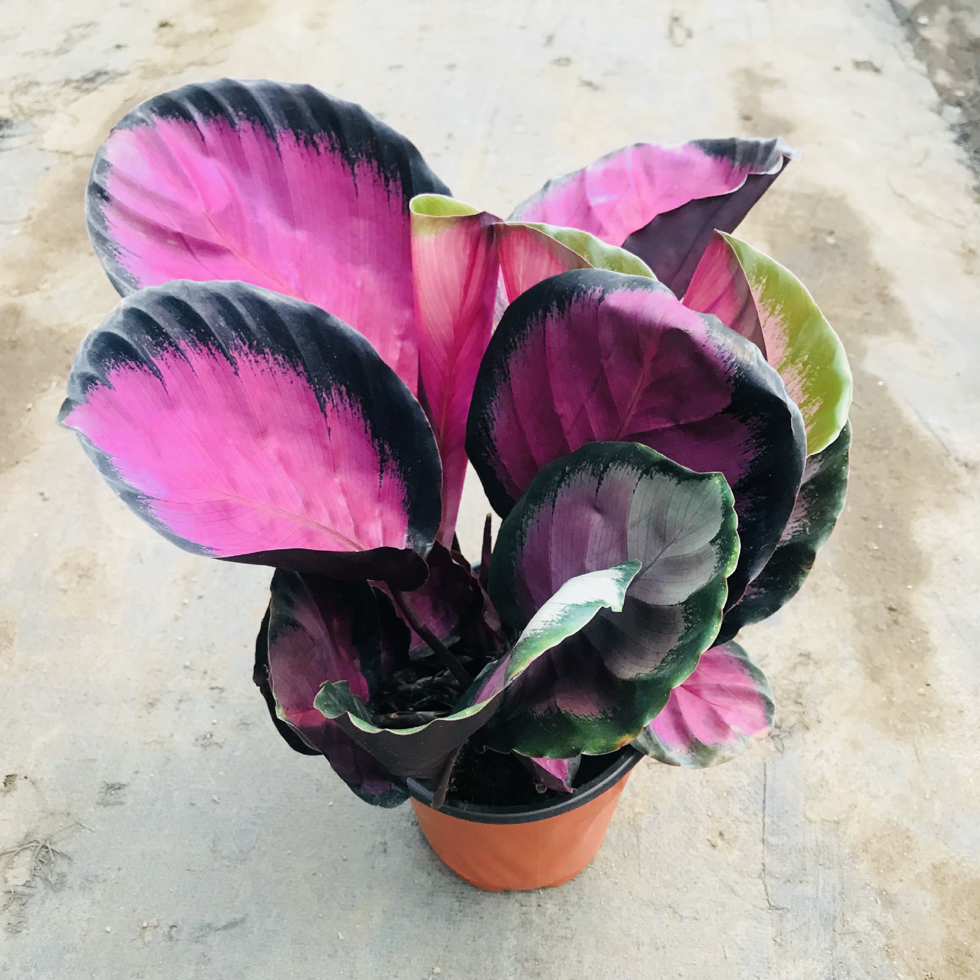 Теплицы продажи Зеленые цветы в горшках в помещении и на открытом воздухе гостиная листва зелень счастливая богиня Arrowo декоративные горшечные растения