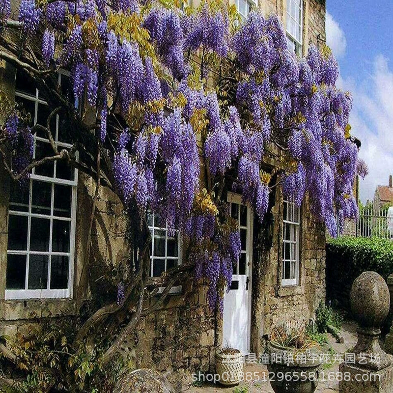 Винограда Цветок Дерево Рассада Вьющаяся лоза Стена двора Четыре сезона Цветение Цветочный горшок Рассада Зеленые растения Цветы Лоза Глициния