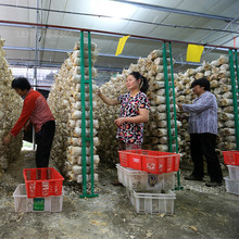 金属铁丝网格蘑菇浸塑网片 种植秀珍菇网片 浸塑蘑菇网架厂定制