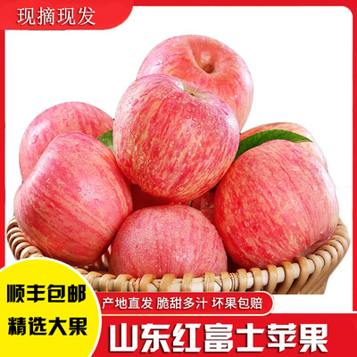 Shandong fresh Red Fuji Apple fruit Juicy Red Apple