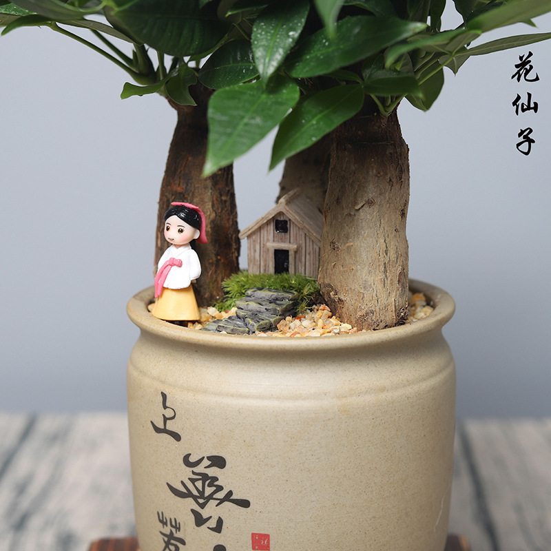 Fortune Tree Popular Plants Office Purifying the Air Four Seasons…