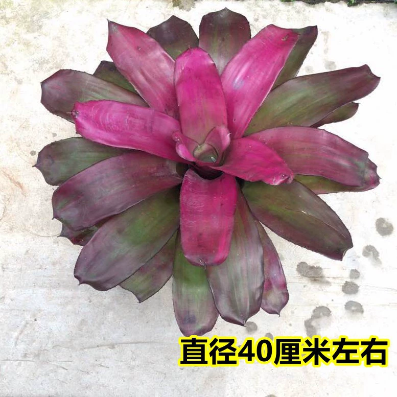 Мелкие и средние сорта прудов, кольцо для пальцев с пламенем ананаса, прудинг со спиральными листьями, озеленение растений тропического леса, около 25 см