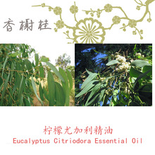 �Ĵ����� �����ȼ������� �����񷼯����η�������������10ML��ӆ