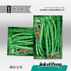 Pioneer Dian Dou Corner Seeds No Jilf Jotho Bean Seeds Green Round Four Seasons Bean Pot Planted Caudin Garden Early Clicp for Early Easy Seed