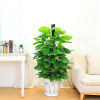 Large -leaf green dill pillar room large potted living room Green potted plant purification air office flower