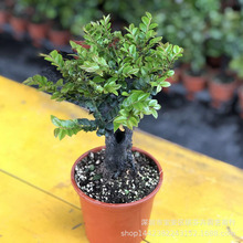 紫檀盆栽 紫檀盆栽品牌 图片 价格 紫檀盆栽批发 阿里巴巴