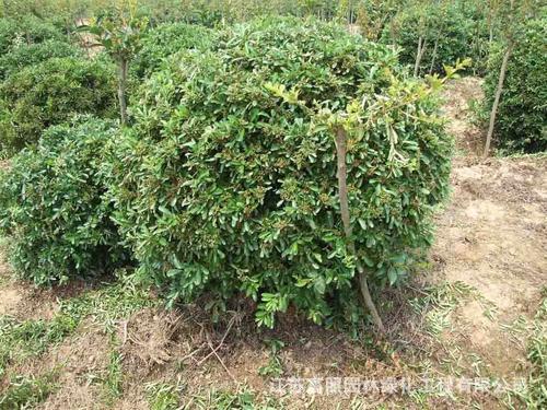 绿植露地灌丛火棘 庭院别墅小区常绿性火棘 园林绿化植物幼苗火棘-阿里巴巴