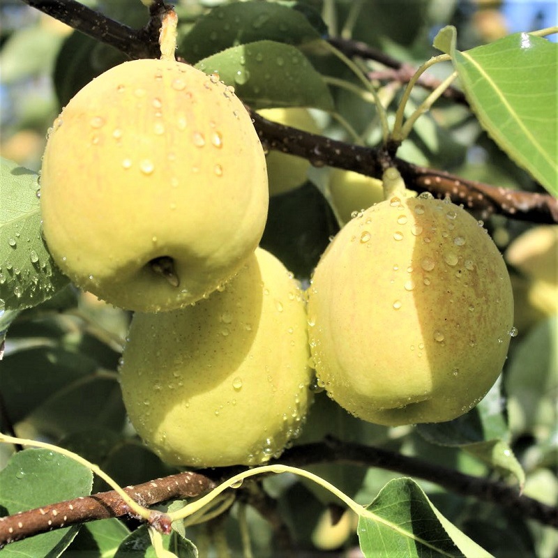 新疆库尔勒香梨子新鲜当季水果酥梨净重9斤120克大果产地直发顺丰|ms