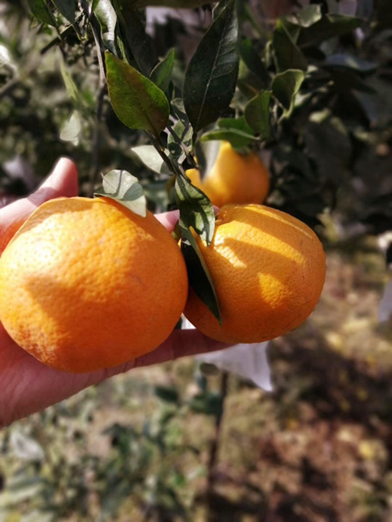 微信图片790副本