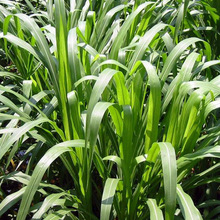 批发墨西哥玉米种子牧草种子甜高粱多年生黑麦草草紫花苜蓿草籽