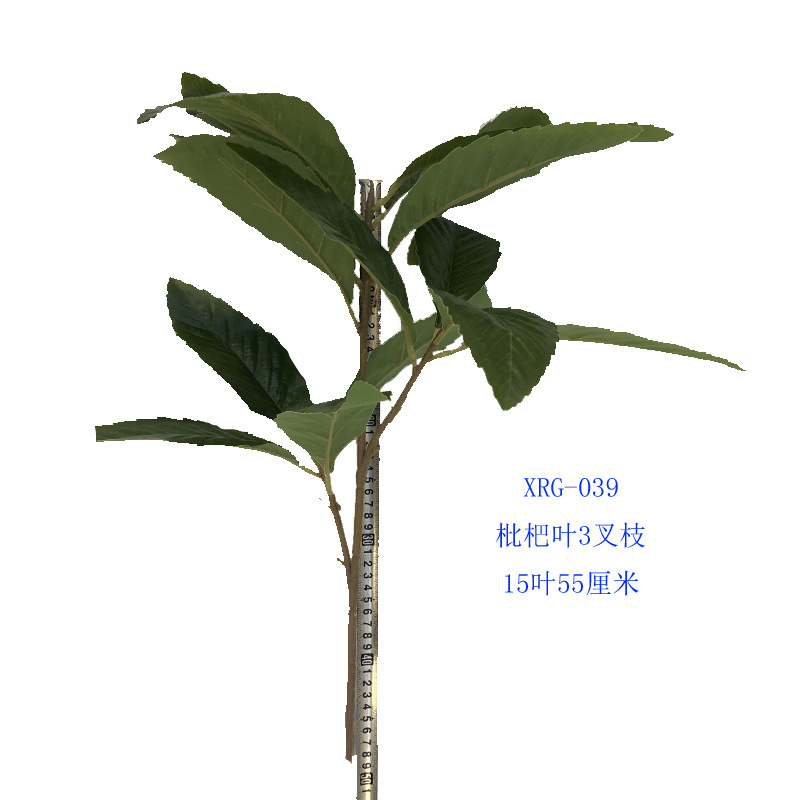 XRG-039 枇杷3叉枝叶15叶0.55米1.jpg
