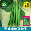 No gluten green ground bean horn seeds do not set up kidney seed seeds green round stick -type four seasons of bean pot planting vegetable garden rapeseed species