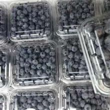 现货125克蓝莓包装小盒一次性PET透明吸塑包装盒桑椹杨梅水果盒