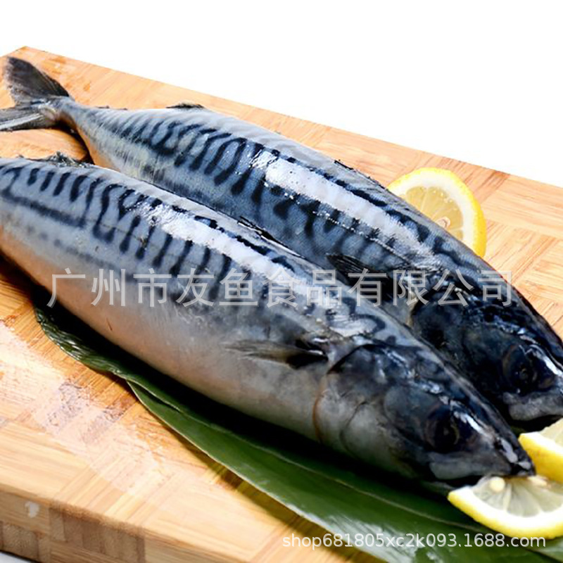 Norway wholesale Mackerel Original Article Mackerel Green fish Grilled Sushi Ingredients 400-600 gram/strip