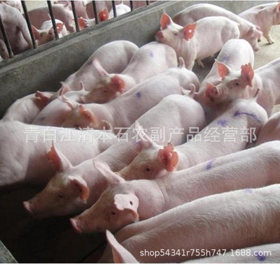 supply Two yuan Sow Three yuan piglets Sioux sows Good Mixed Piglets Soil pig seedling Sow farm