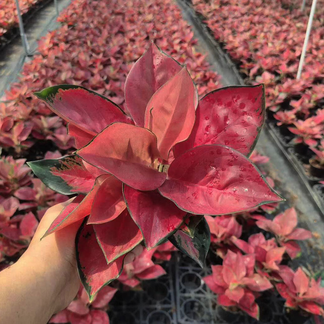 【基地直供】观叶植物盆栽花卉 居家花卉盆栽绿植 120#东方红|ms