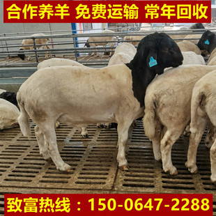 Платите сначала, а затем заплатите большую сумму Dupu Mian Sheep Online Consultation Du Bo Mian Sheep Poin Price