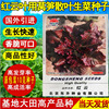 Red Cloud Lettuce seed leaves with lettuce seeds, purple, red bitter chrysanthemum, oily wheat vegetables, eaten dipped sauce vegetable seeds four seasons