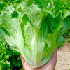 Lettuce seeds, lettuce seeds, seeds seeds, vegetable seeds, rapeseed seed seeds wholesale